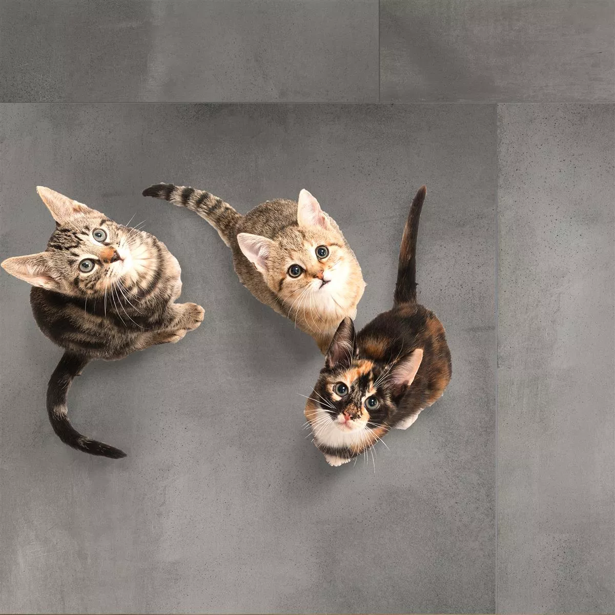 Bodenfliese Brazil Dunkelgrau 60x60cm 6 Bodenfliese Brazil Dunkelgrau 60x60cm – Bild 4