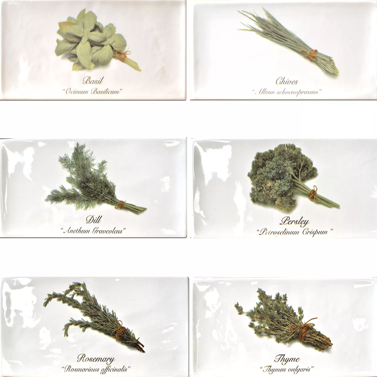 Metro Wandfliesen Dekor Altea Pflanze 6er Set 4 Metro Wandfliesen Dekor Altea Pflanze 6er Set – Bild 2